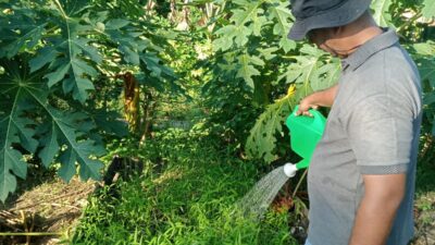 Dukung Ketahanan Pangan, Perwira Polsek Limapuluh Manfaatkan Lahan Pribadi Jadi Produktif