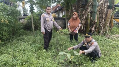 Tinjau Kebun Warga di Jalan Dwikora, Bhabinkamtibmas Polsek Limapuluh Dukung Ketahanan Pangan