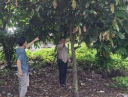 Optimalisasi Lahan Produktif, Aiptu Faizul Sambangi Kebun Sayur di Kelurahan Sukamulya