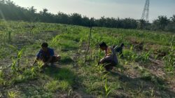 Polisi Pastikan Jagung Ketapang Tumbuh Optimal, Panen Oktober di Depan Mata