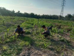 Polisi Pastikan Jagung Ketapang Tumbuh Optimal, Panen Oktober di Depan Mata