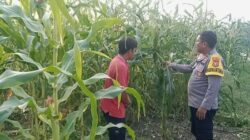 Bukan Sekadar Tanam, Polsek Batu Hampar Kawal 2 Hektare Jagung hingga Masa Panen