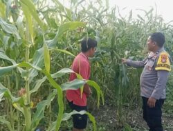 Bukan Sekadar Tanam, Polsek Batu Hampar Kawal 2 Hektare Jagung hingga Masa Panen