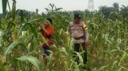 Dukung Asta Cita Presiden, Bhabinkamtibmas dan Bumkep Cek Jagung di Sungai Sialang